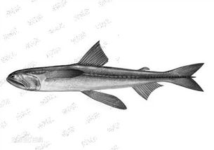 水產品中天然存在甲醛嗎？溫州專家為您揭秘真相