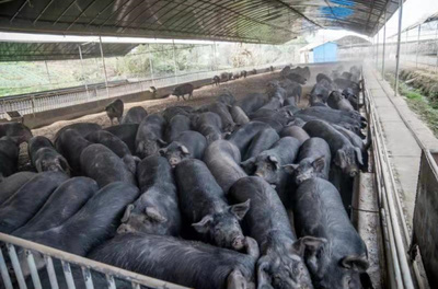 重慶海林生豬發(fā)展 探索畜牧漁業(yè)與飼料銷售協(xié)同發(fā)展之路