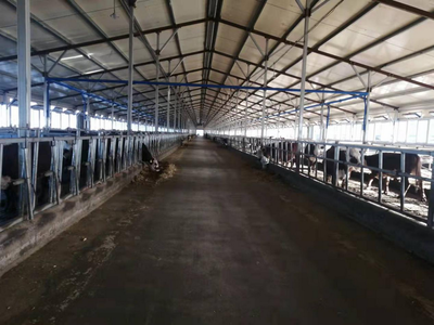 雙鴨山市 龍頭帶動，牛業起航，畜牧漁業飼料銷售新篇章